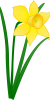 daffodil-vector